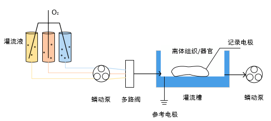 蠕动泵在组织灌流 泵送和分配培养基 缓冲溶液中的应用